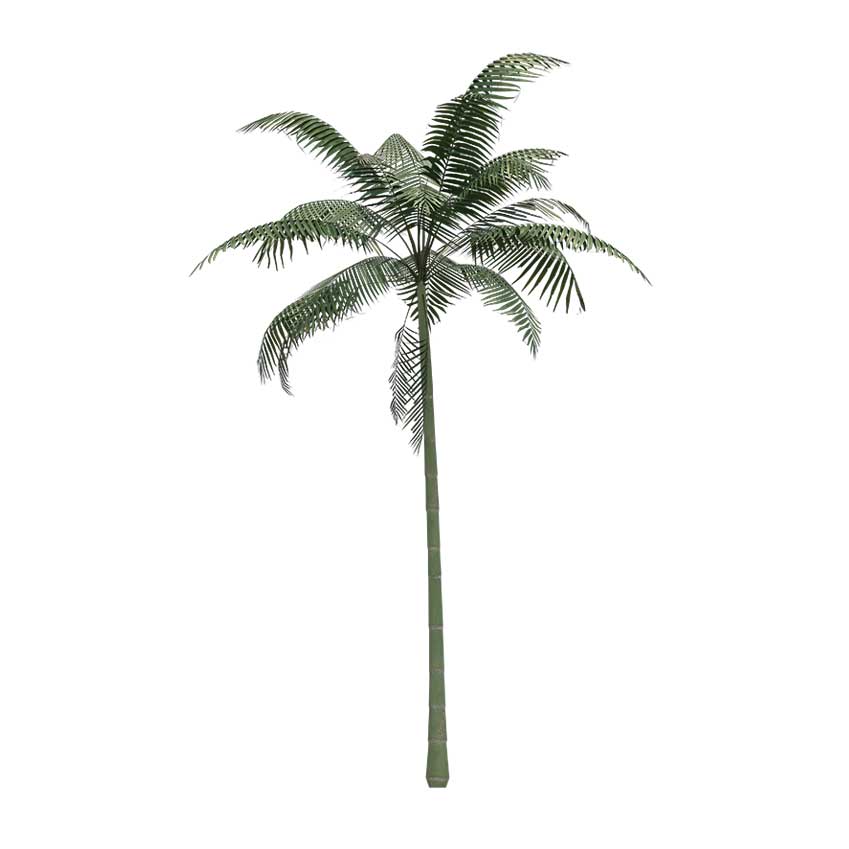 Arecaceae - Palms Tree (Large)